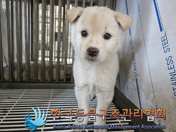 한국동물구조관리협회_441559202500139